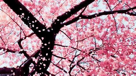 cherry blossom gif|cherry blossoms gif anime.